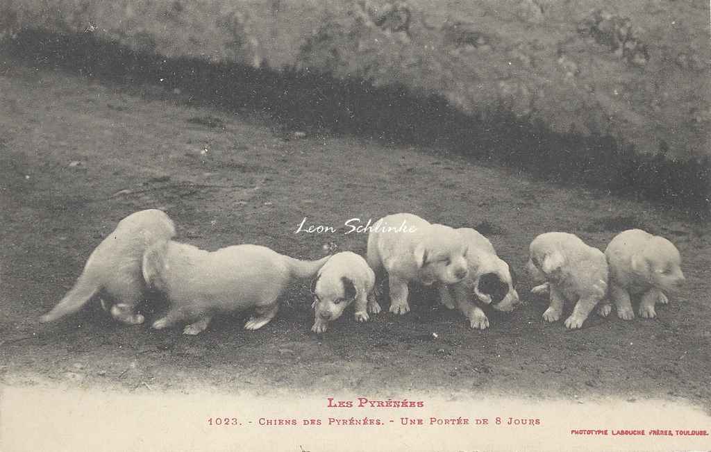0 - 1023 - Chien des Pyrénées, une portée de 8 jours