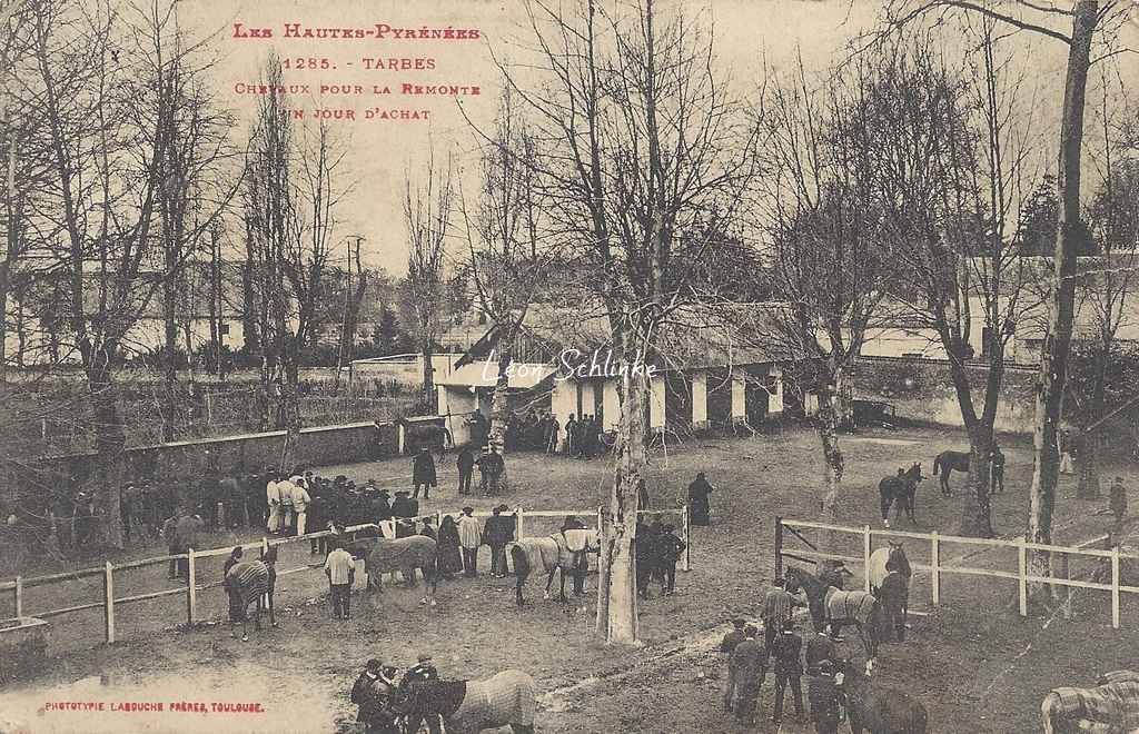 1285 - Chevaux pour la Remonte un jour d'achat
