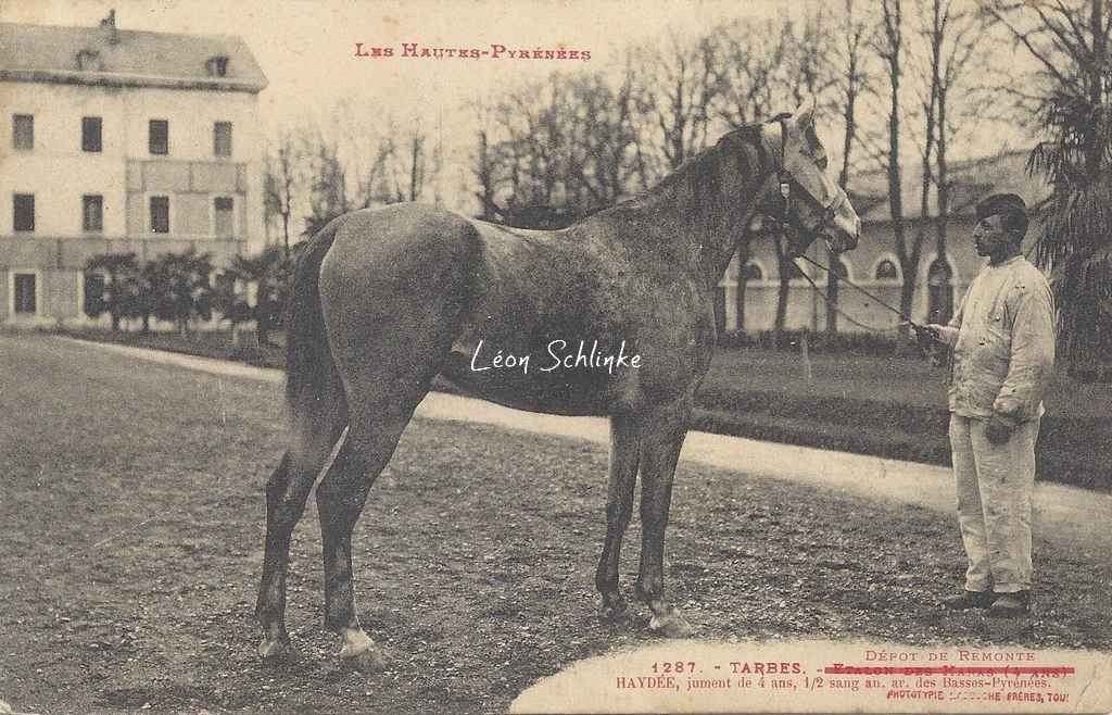 1287 - Dépôt de Remonte, étalon des Haras