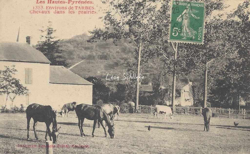 1353 - Environs de Tarbes - Chevaux dans la prairie