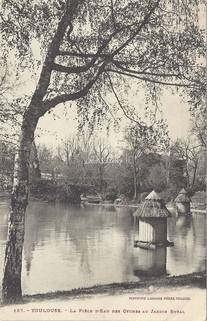 187 - La Pièce d'eau des Cygnes au Jardin Royal