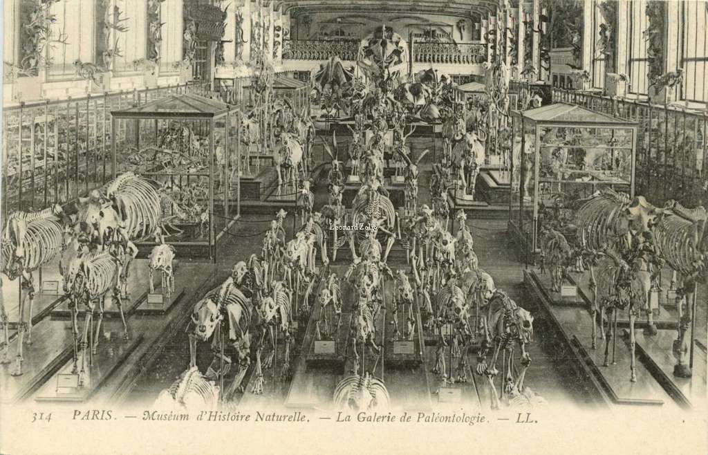 314 - PARIS - Muséum d'Histoire Naturelle - La Galerie de Paléontologie