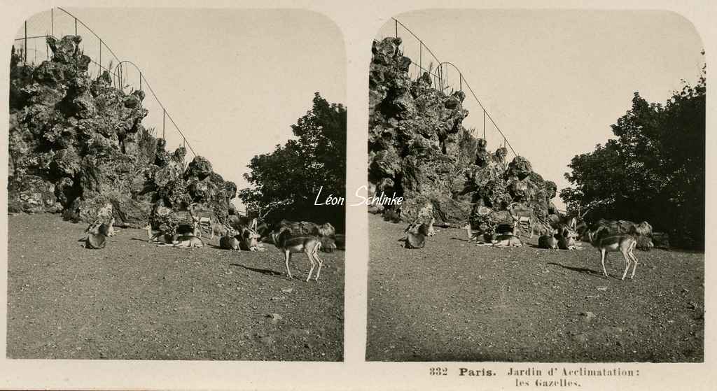 332 - Paris - Jardin d'Acclimatation, les gazelles