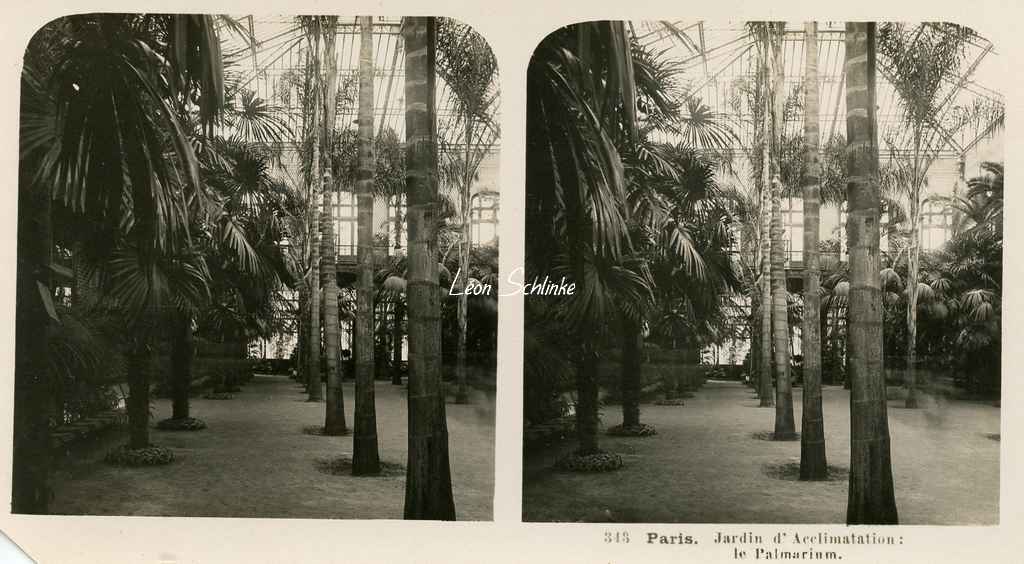 343 - Paris - Jardin d'Acclimatation - Le Palmarium