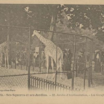 82 - Jardin d'Acclimatation - Les Girafes