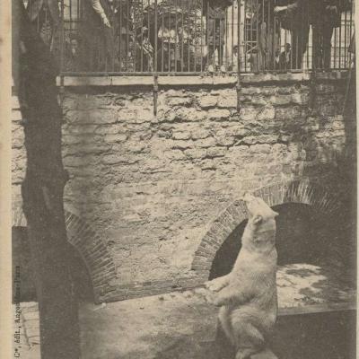 86 - Jardin des Plantes - L'Ours Martin