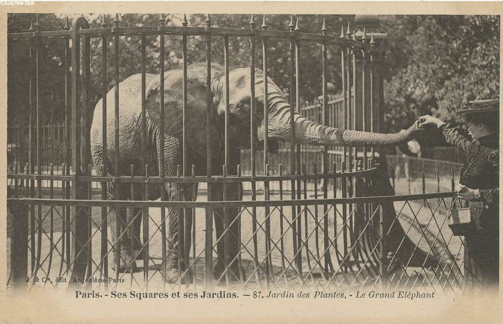 87 - Jardin des Plantes - Le Grand Eléphant