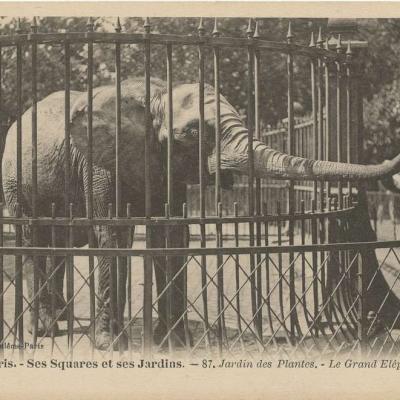 87 - Jardin des Plantes - Le Grand Eléphant