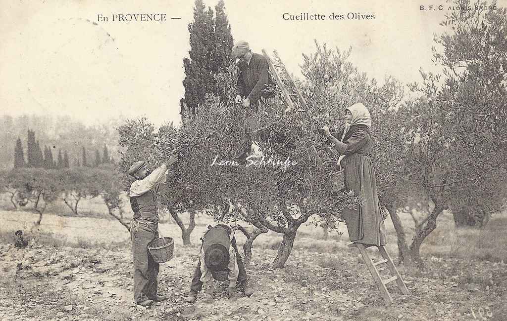 BF - EN PROVENCE - Cueillette des Olives