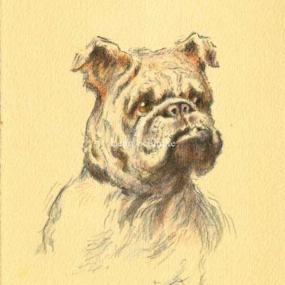 P - Bouledogue Anglais