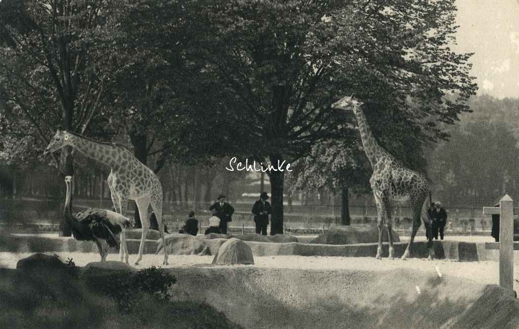 Zoo de Vincennes 119 - Les Girafes sur leur plateau
